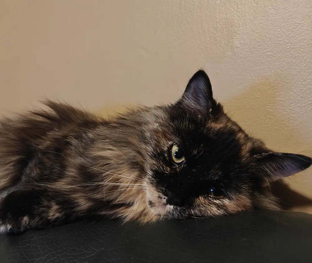 A tortoiseshell cat lies on a dark surface, resting its head and looking toward the camera against a beige wall background.