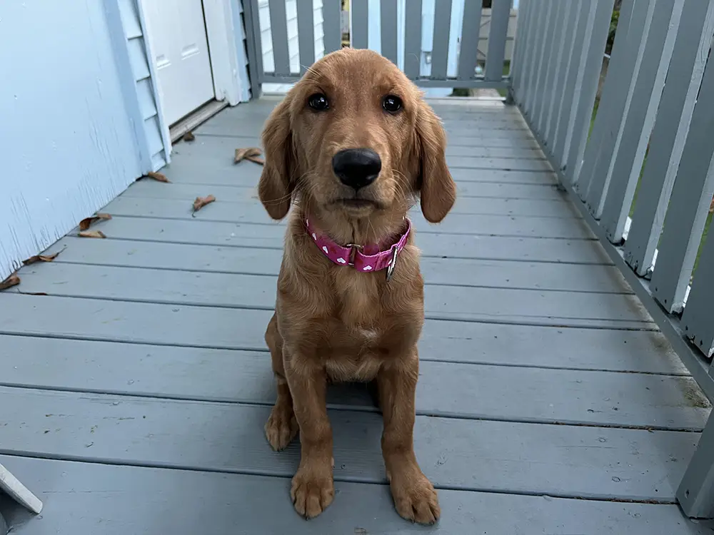 A brown puppy wearing a pink collar sits on a gray wooden porch, looking directly at the camera.